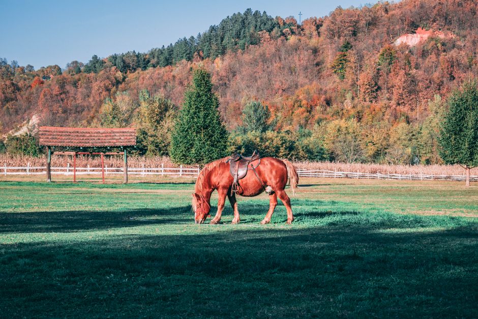 Herd van paarden in kleurrijk herfstlandschap.